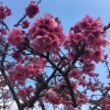 観光で名護桜まつり(八重岳)へ行ったときのお話