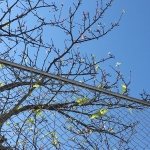 10月、沖縄に季節外れの桜咲く！